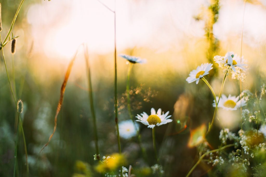 spring